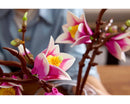LEGO® Magnolia Branches 11510-12