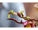 LEGO® Magnolia Branches 11510-10