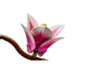 LEGO® Magnolia Branches 11510-4