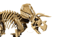 LEGO® Dinosaur Fossils: Triceratops 77985-5