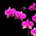 Orchid #10311 Light Kit
